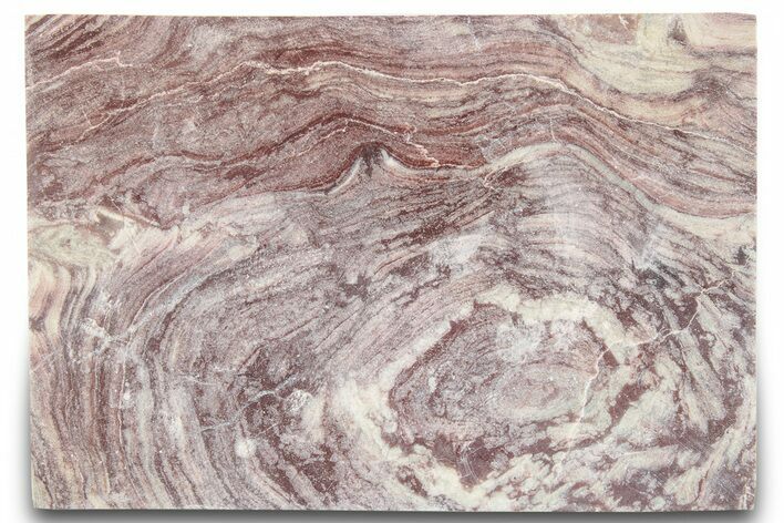 Polished, Neoproterozoic Stromatolite (Conophyton) - Morocco #276115